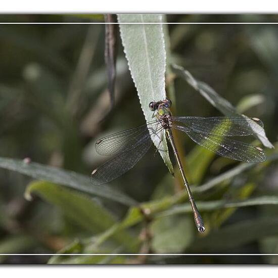 Chalcolestes viridis: Animal in habitat Pond in the NatureSpots App