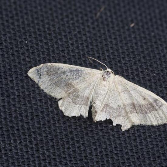 Riband Wave: Animal in nature in the NatureSpots App