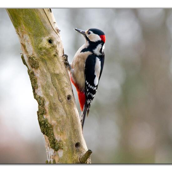 Great Spotted Woodpecker: Animal in habitat Forest in the NatureSpots App