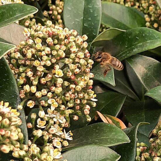 Westliche Honigbiene: Tier im Habitat Anderes Agrarhabitat in der NatureSpots App