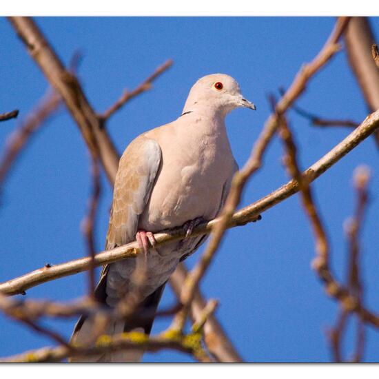 Eurasian Collared Dove: Animal in nature in the NatureSpots App