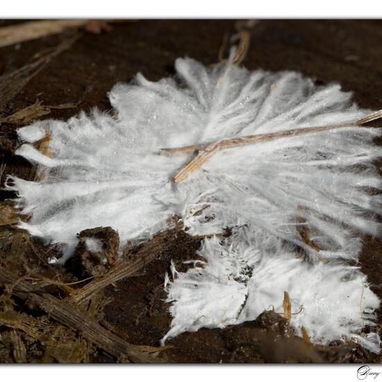 Steccherinum fimbriatum: Mushroom in habitat Garden in the NatureSpots App