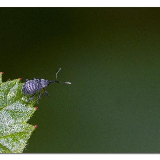 Erdbeerblütenstecher: Tier im Habitat Borealer Nadelwald in der NatureSpots App