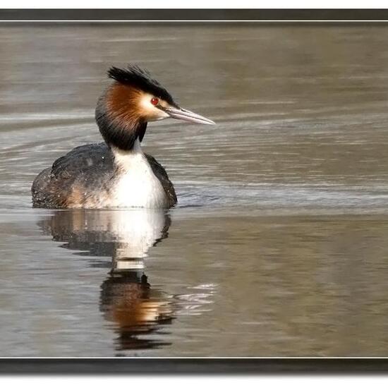 Great Crested Grebe: Animal in nature in the NatureSpots App