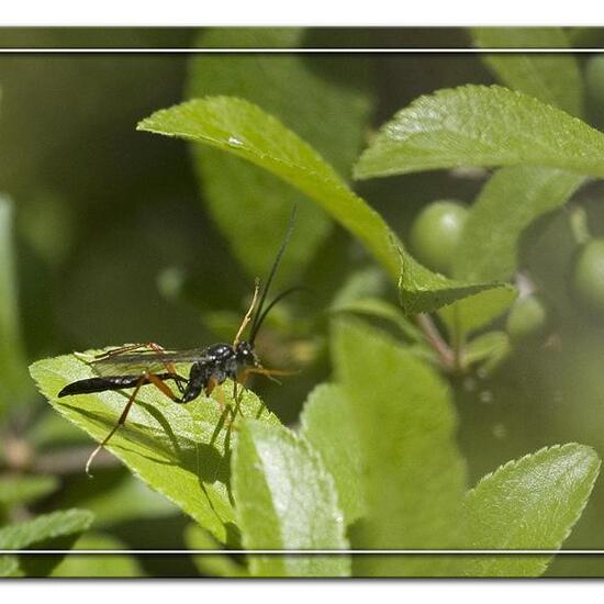 Buathra laborator: Tier im Habitat Grasland und Büsche in der NatureSpots App