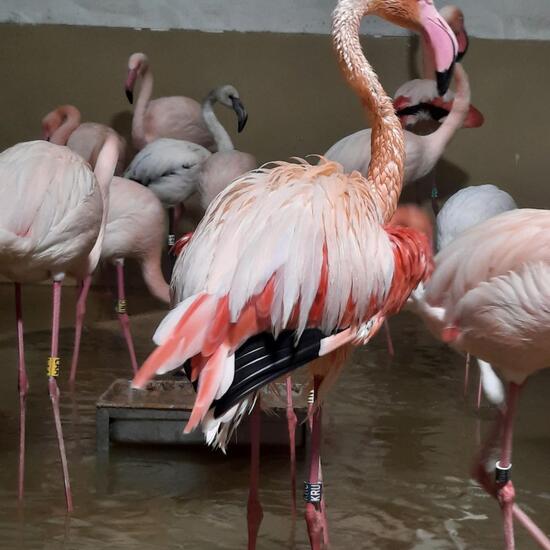 Greater Flamingo: Animal in habitat Zoo in the NatureSpots App