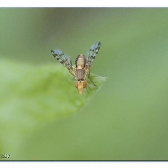 Myopites apicatus: Tier im Habitat Halb-natürliches Grasland in der NatureSpots App