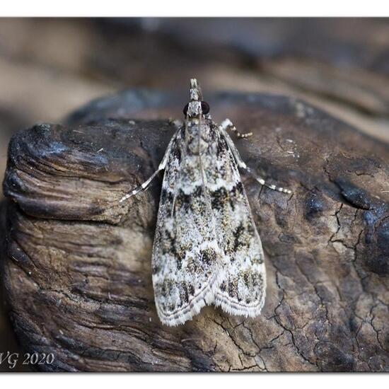 Eudonia mercurella: Tier im Habitat Garten in der NatureSpots App