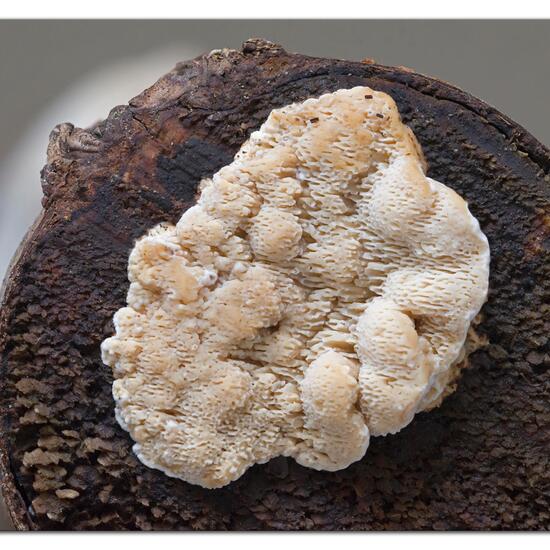 Eine unbekannte Art: Pilz in der Natur in der NatureSpots App