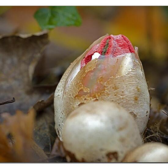 Stinkmorchelverwandte: Pilz im Habitat Park in der NatureSpots App