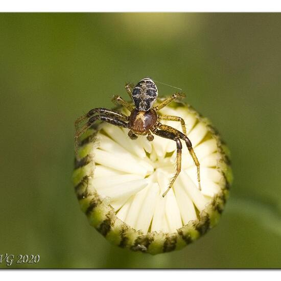 Misumena vatia: Animal in habitat Semi-natural grassland in the NatureSpots App