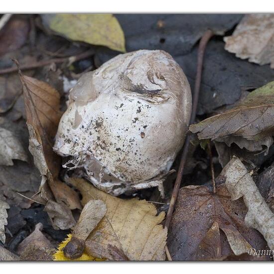 Stinkmorchelverwandte: Pilz in der Natur in der NatureSpots App