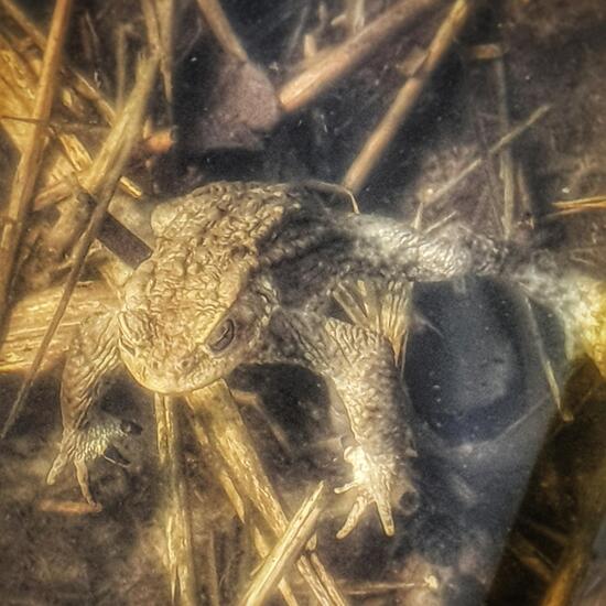 Erdkröte: Tier im Habitat Teich in der NatureSpots App