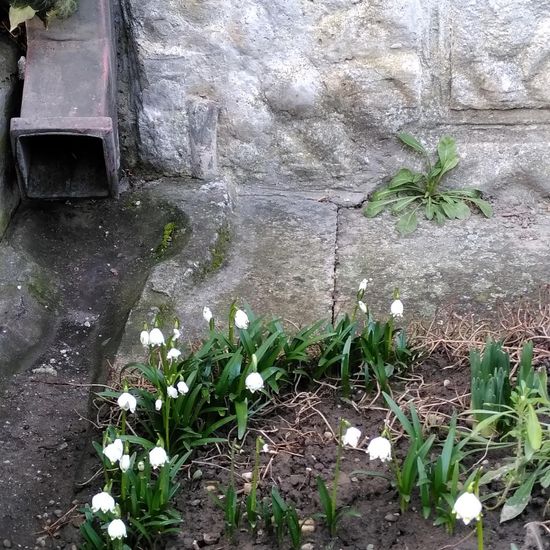 Frühlings-Knotenblume: Pflanze im Habitat Garten in der NatureSpots App