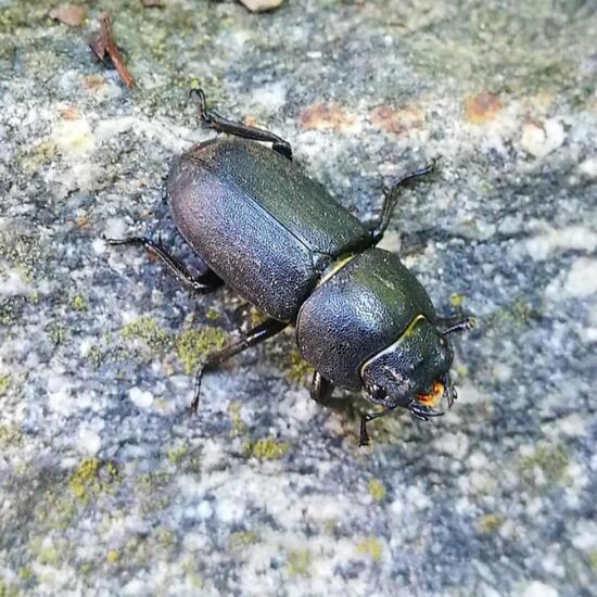 Balkenschröter: Tier in der Natur in der NatureSpots App