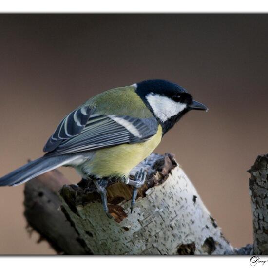 Great Tit: Animal in habitat Forest in the NatureSpots App
