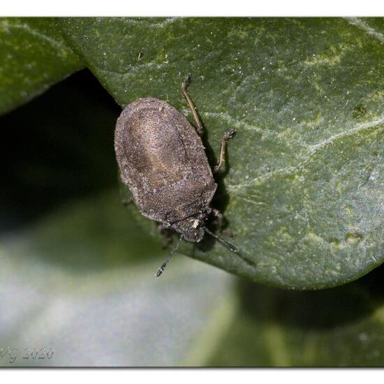 Podops inunctus: Tier im Habitat Garten in der NatureSpots App