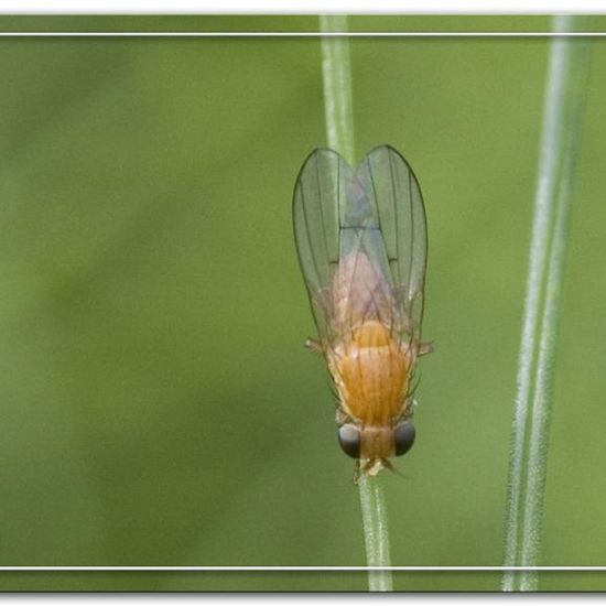 Tricholauxania praeusta: Tier im Habitat Garten in der NatureSpots App