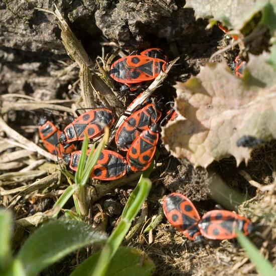 Gemeine Feuerwanze: Tier in der Natur in der NatureSpots App