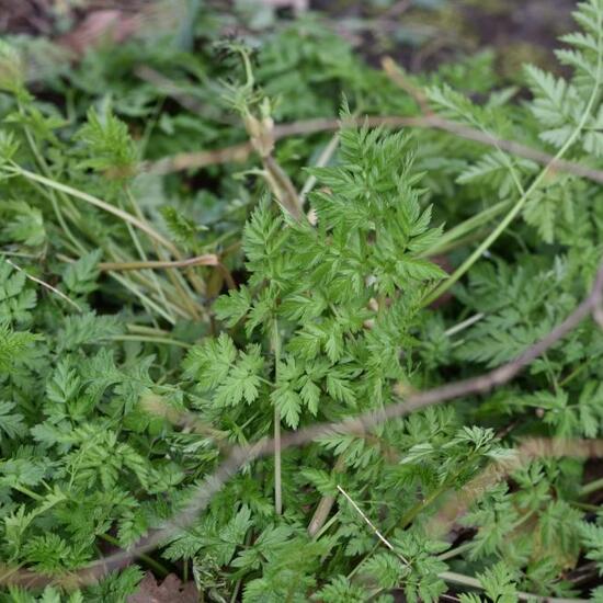 Wiesen-Kerbel: Pflanze im Habitat Halb-natürliches Grasland in der NatureSpots App