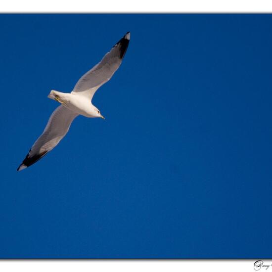 Larus canus: Animal in habitat City and Urban in the NatureSpots App