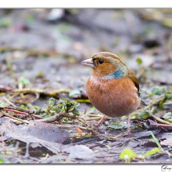 Dunnock: Animal in habitat Boreal forest in the NatureSpots App