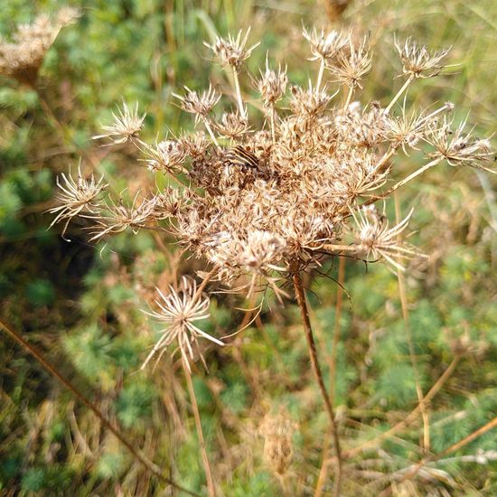 Eine unbekannte Art: Tier im Habitat Naturnahe Wiese in der NatureSpots App