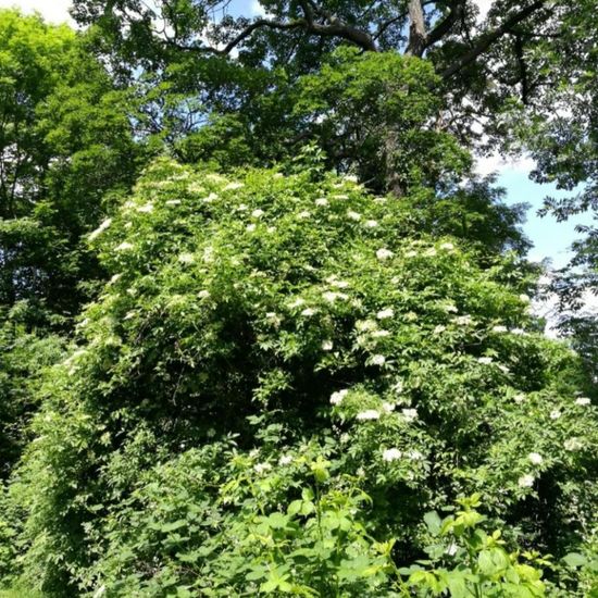 Sambucus nigra: Plant in habitat Park in the NatureSpots App