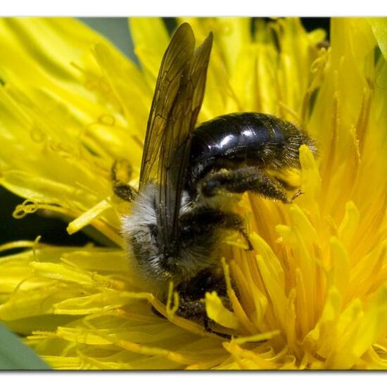 Andrena vaga: Animal in habitat Semi-natural grassland in the NatureSpots App