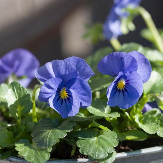 Veilchengewächse: Pflanze im Habitat Garten in der NatureSpots App