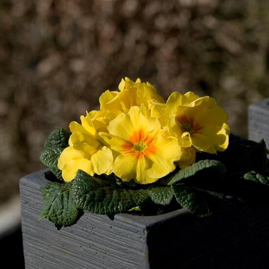 Primula acaulis: Pflanze im Habitat Garten in der NatureSpots App