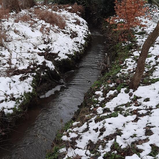 Landschaft: Stadt und Garten im Habitat Hinterhof in der NatureSpots App