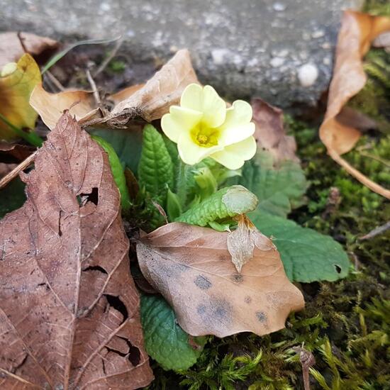 Stängellose Schlüsselblume: Pflanze im Habitat Garten in der NatureSpots App