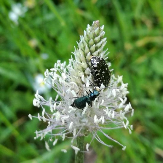 Zweifleckiger Zipfelkäfer: Tier im Habitat Park in der NatureSpots App