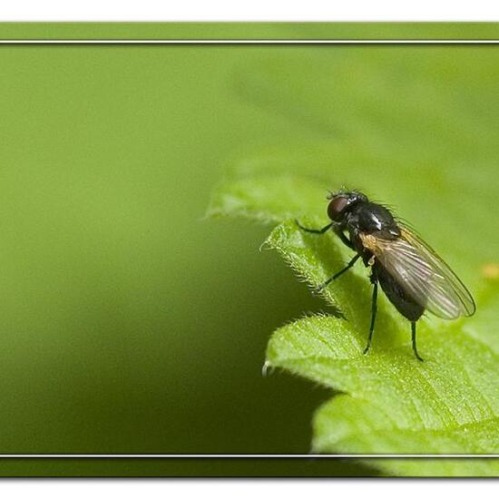 Fannia speciosa: Tier im Habitat Garten in der NatureSpots App