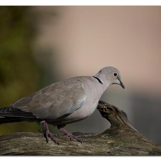 Eurasian Collared Dove: Animal in habitat Garden in the NatureSpots App