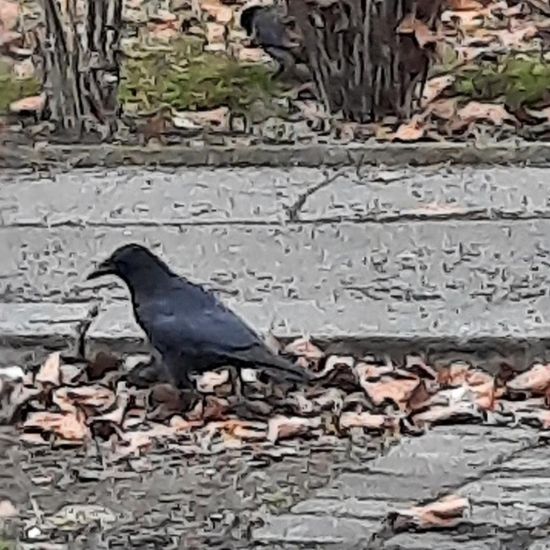 Saatkrähe: Tier im Habitat Stadt und Garten in der NatureSpots App