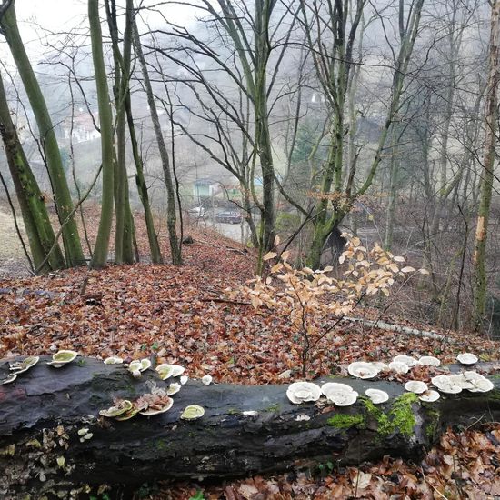 Buckel-Tramete: Pilz im Habitat Wald der gemäßigten Breiten in der NatureSpots App