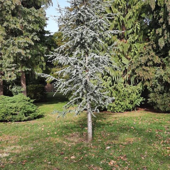 Cedrus atlantica: Plant in habitat Park in the NatureSpots App