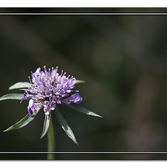 Glanz-Skabiose: Pflanze im Habitat Grasland und Büsche in der NatureSpots App