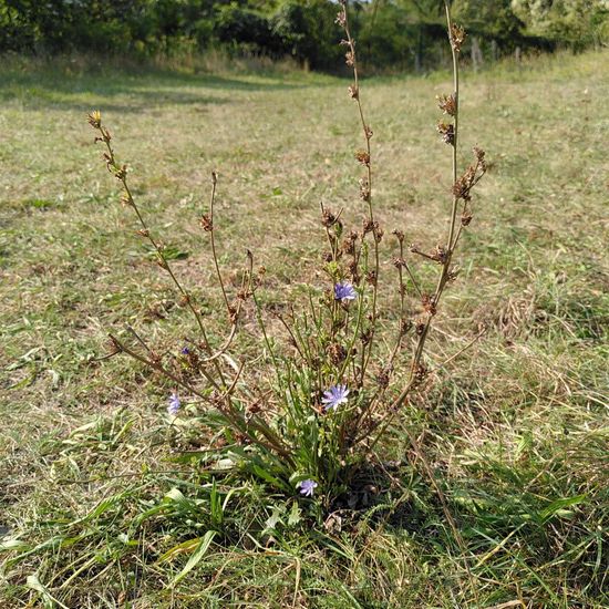 Gemeine Wegwarte: Pflanze im Habitat Naturnahe Wiese in der NatureSpots App