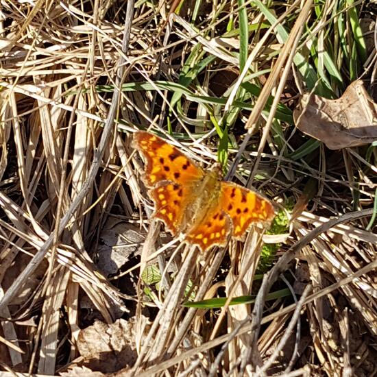 Polygonia c-album: Animal in nature in the NatureSpots App