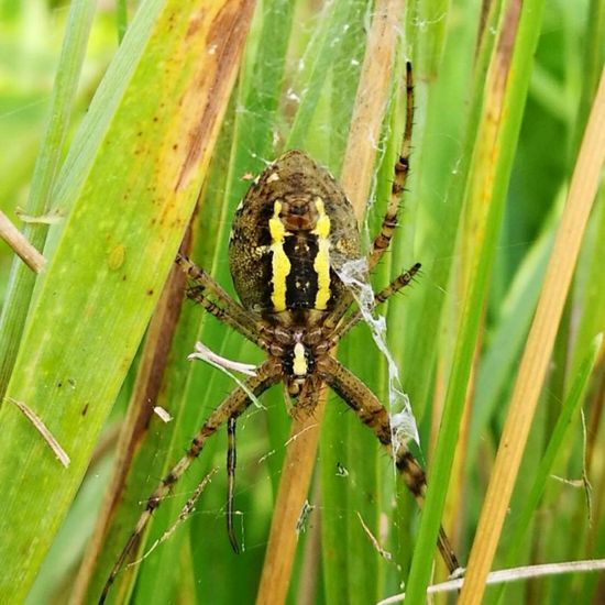 Wespenspinne: Tier in der Natur in der NatureSpots App