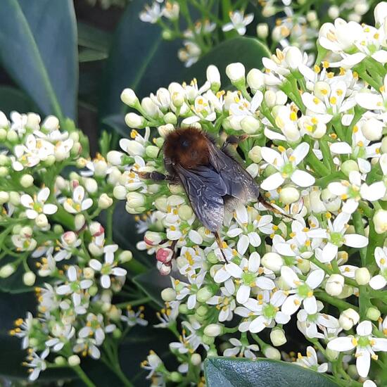 Baumhummel: Tier im Habitat Anderes Agrarhabitat in der NatureSpots App