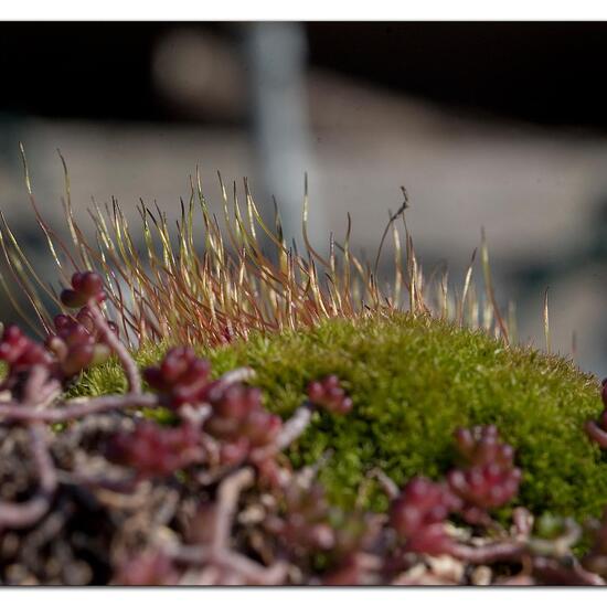Ceratodon purpureus: Plant in habitat Garden in the NatureSpots App