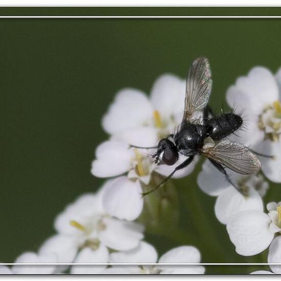 Phania funesta: Tier im Habitat Industrie in der NatureSpots App