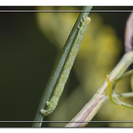 Lobophora halterata: Tier im Habitat Garten in der NatureSpots App