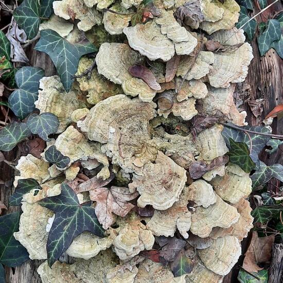 Trametes versicolor: Mushroom in nature in the NatureSpots App