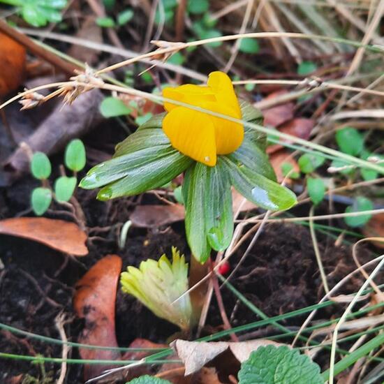 Eranthis hyemalis: Plant in habitat Garden in the NatureSpots App