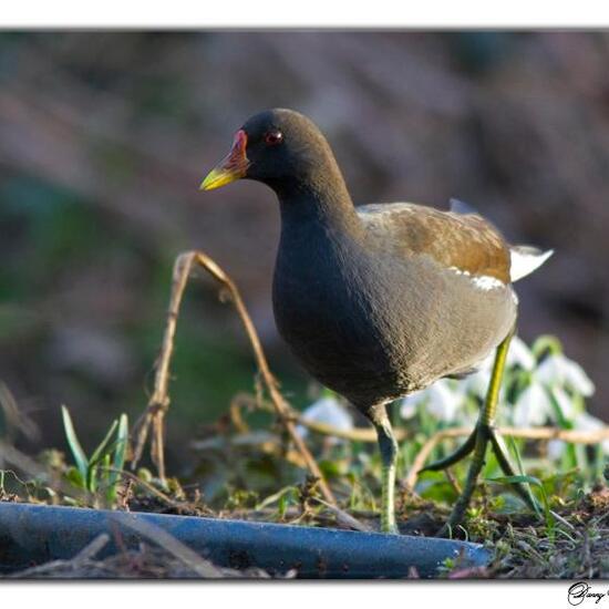 Teichralle: Tier im Habitat Borealer Nadelwald in der NatureSpots App